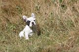 BOULEDOGUE FRANCAIS 222